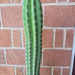 Stenocereus Stellatus / Pitaya Cactus / Xoconostle