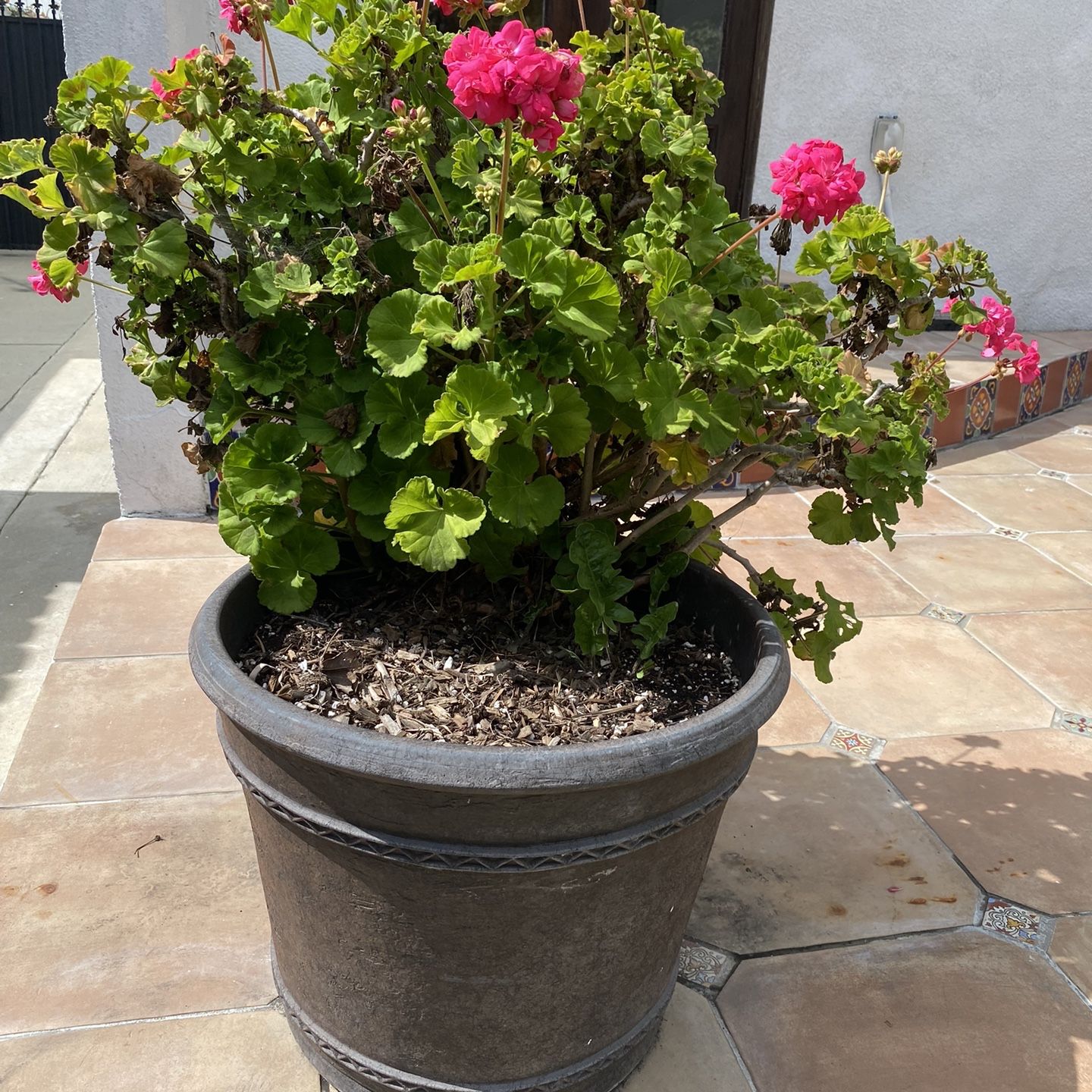 Large Outdoor Plants in Planters
