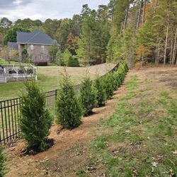 Green Giants Sale (Planting Included) 