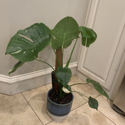 Monstera Thai constellation plant 