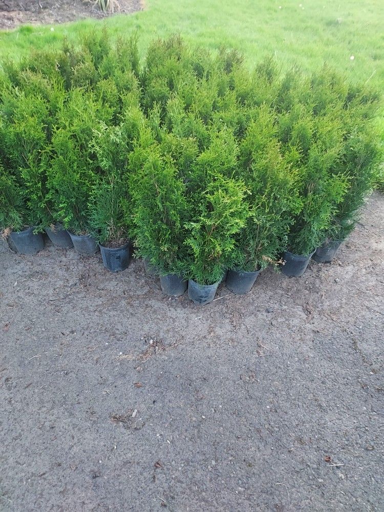 Emerald Green Arborvitae Plants