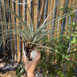 Air Plant In Large Shell 🐚 