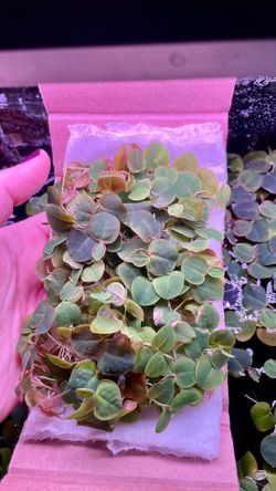 40+ Pieces Red Root Floaters Floating Aquarium Plants