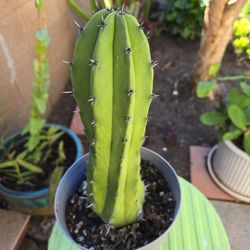 Myrtillocactus Geometrizans Cactus