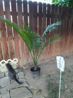 Palm tree