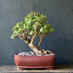Bonsai Jade 