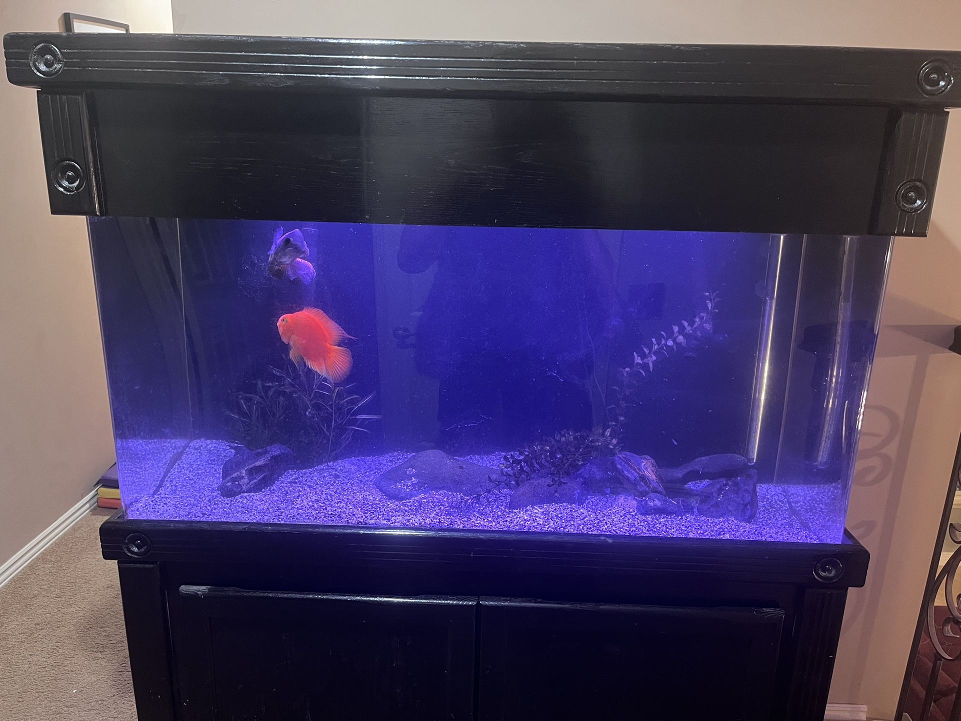 90 Gallon Acrylic Fish Tank