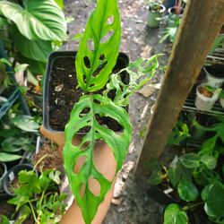 Monstera Obliqua Plant 