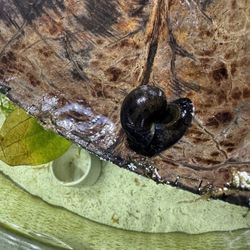 Free Aquarium Snail