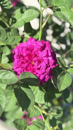 💜 EBB TIDE™ ROSE 5 GAL — SUPER BLOOM! Rare Plum Purple + Strong Fragrance 🌹 $70