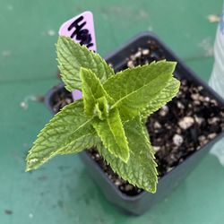 St. John's Horsemint horse mint menta de caballo yerba buena