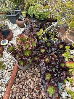 Succulents