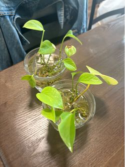 Pothos Cuttings in Water