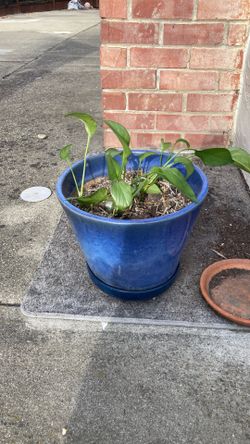 Money plant with pot