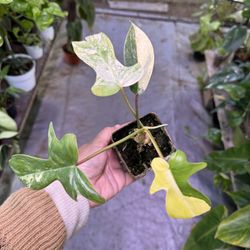 3” Philodendron Florida Beauty