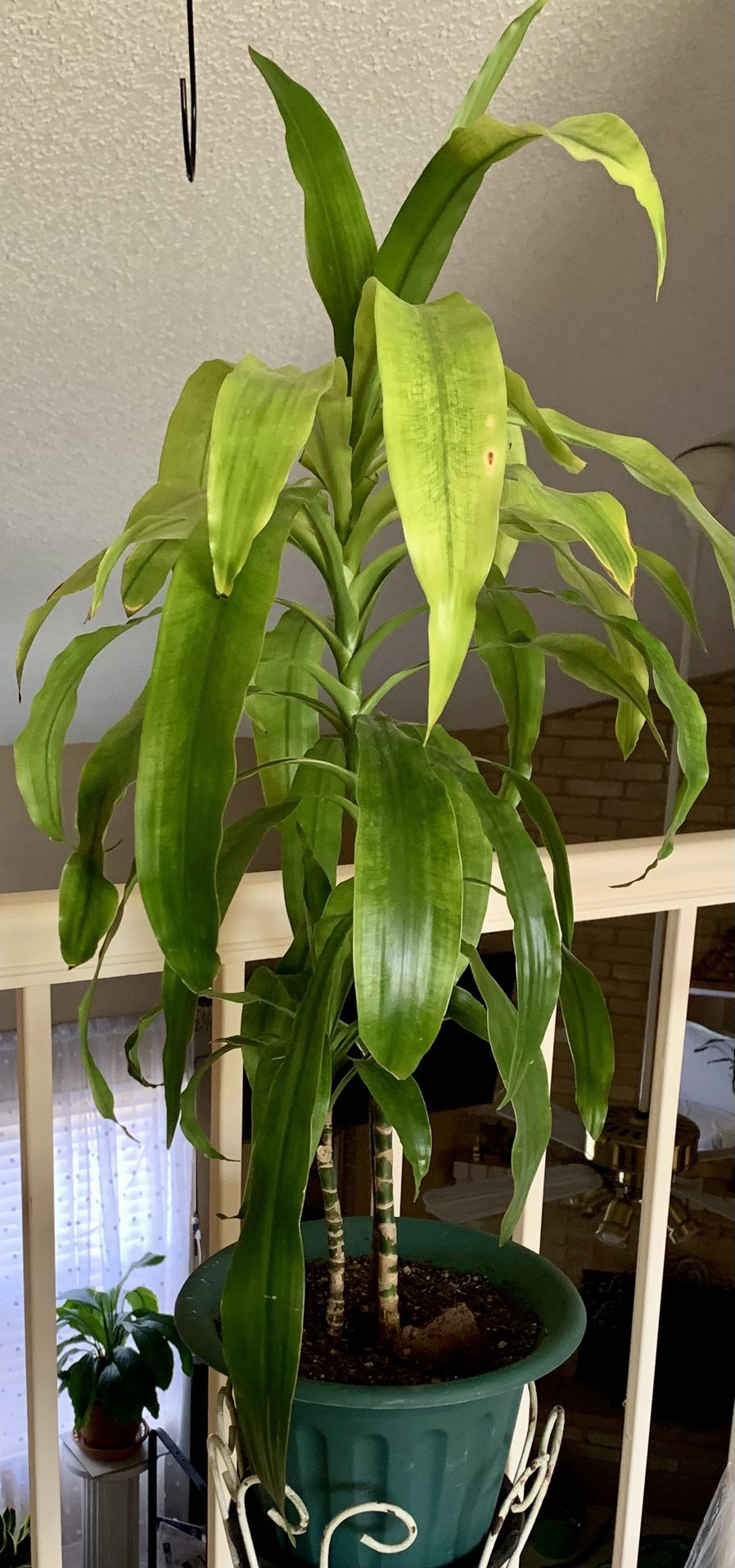 Indoor Live Plant