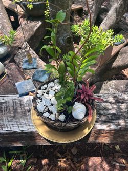 Plant
