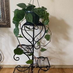 Philodendron Heartleaf 