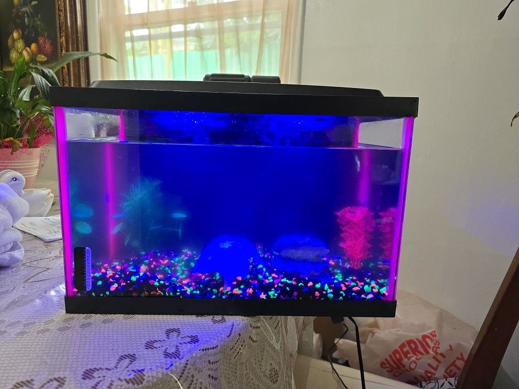 5 Gallon Fish Tank Complete