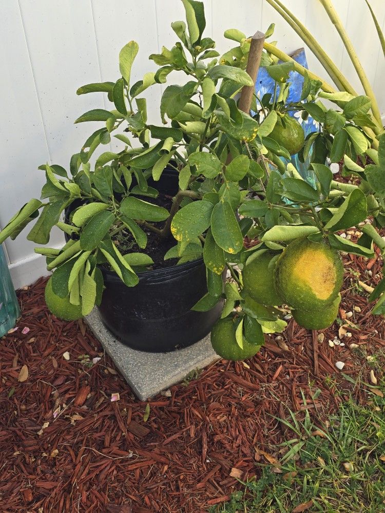 Lemon Tree