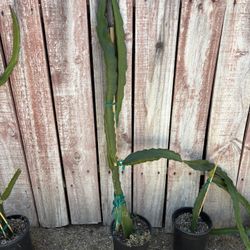 PHYSICAL GRAFFITI Dragon Fruit Plant rooted with branches 