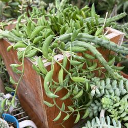 Starfish (  Brown With Yellow Speckles / Yellow With Brown Spreckles Arrangements  In A 2 -to-3 Gallon Wooden Pot.. Healthy , Established & Cascading 