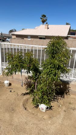 Healthy PEACH tree $100