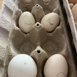 Hatching Eggs