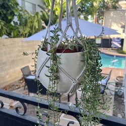 Hanging Succulent 