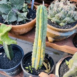 San Pedro Variegated Cactus Imported 9inch