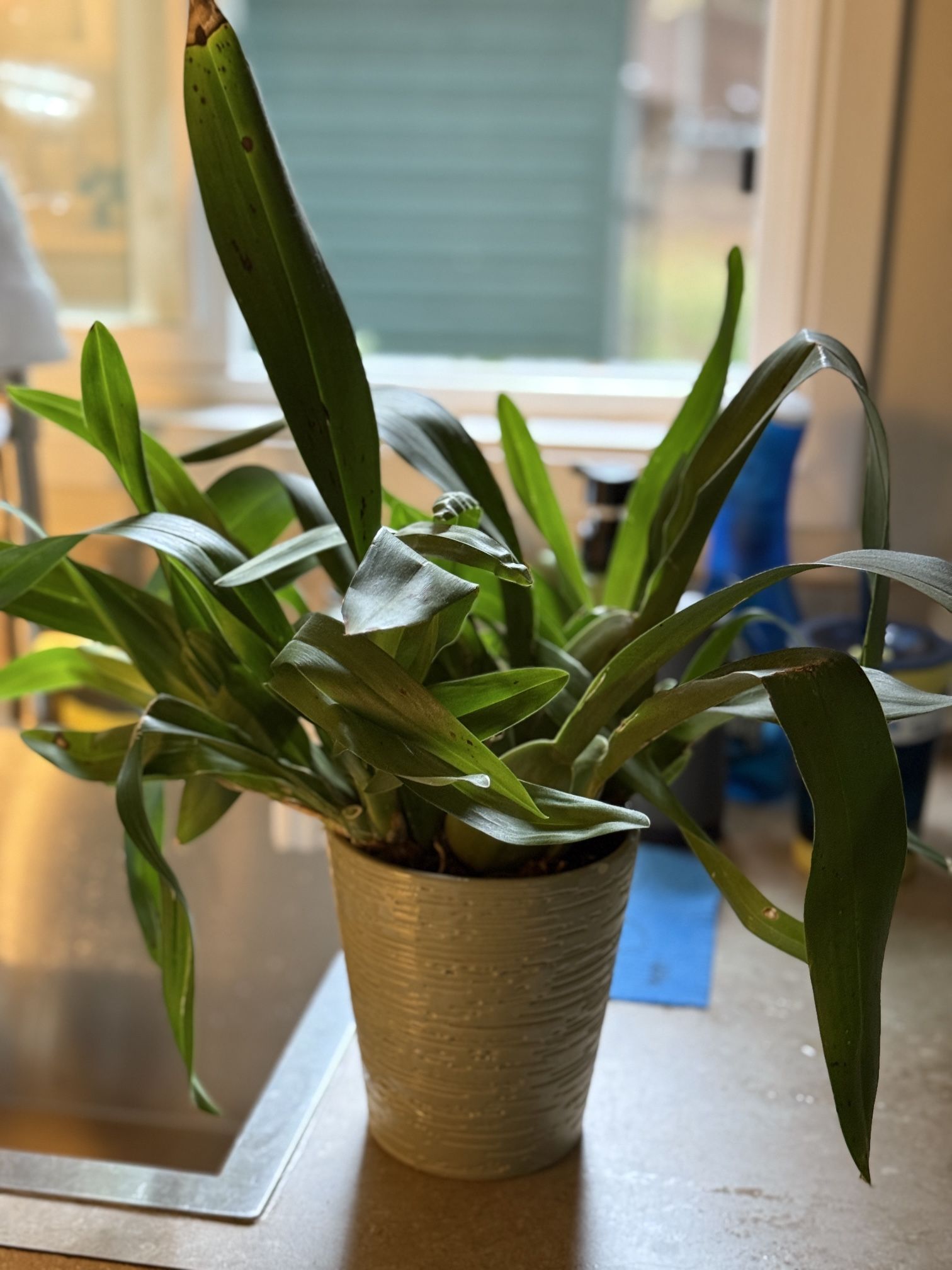 Orchid Plant
