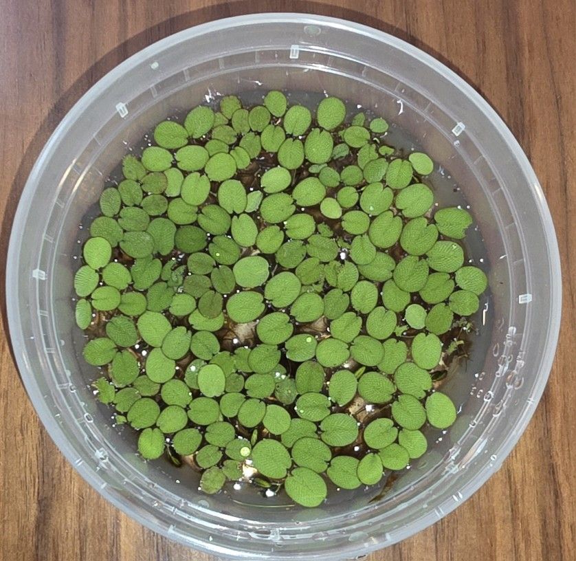 Water Spangle Salvinia Minima Floating Plant In 8 Ounce Containers