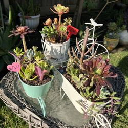 Succulent Beauties 