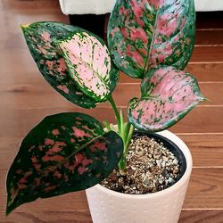 Beautiful Live Healthy Aglaonema Indoor Houseplants With 7 Inch Cramic pot