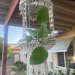 Vintage Cowrie Shell Hanging Planter