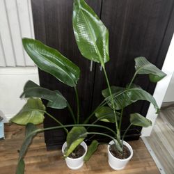 Birds Of Paradise $7 Each 🌱