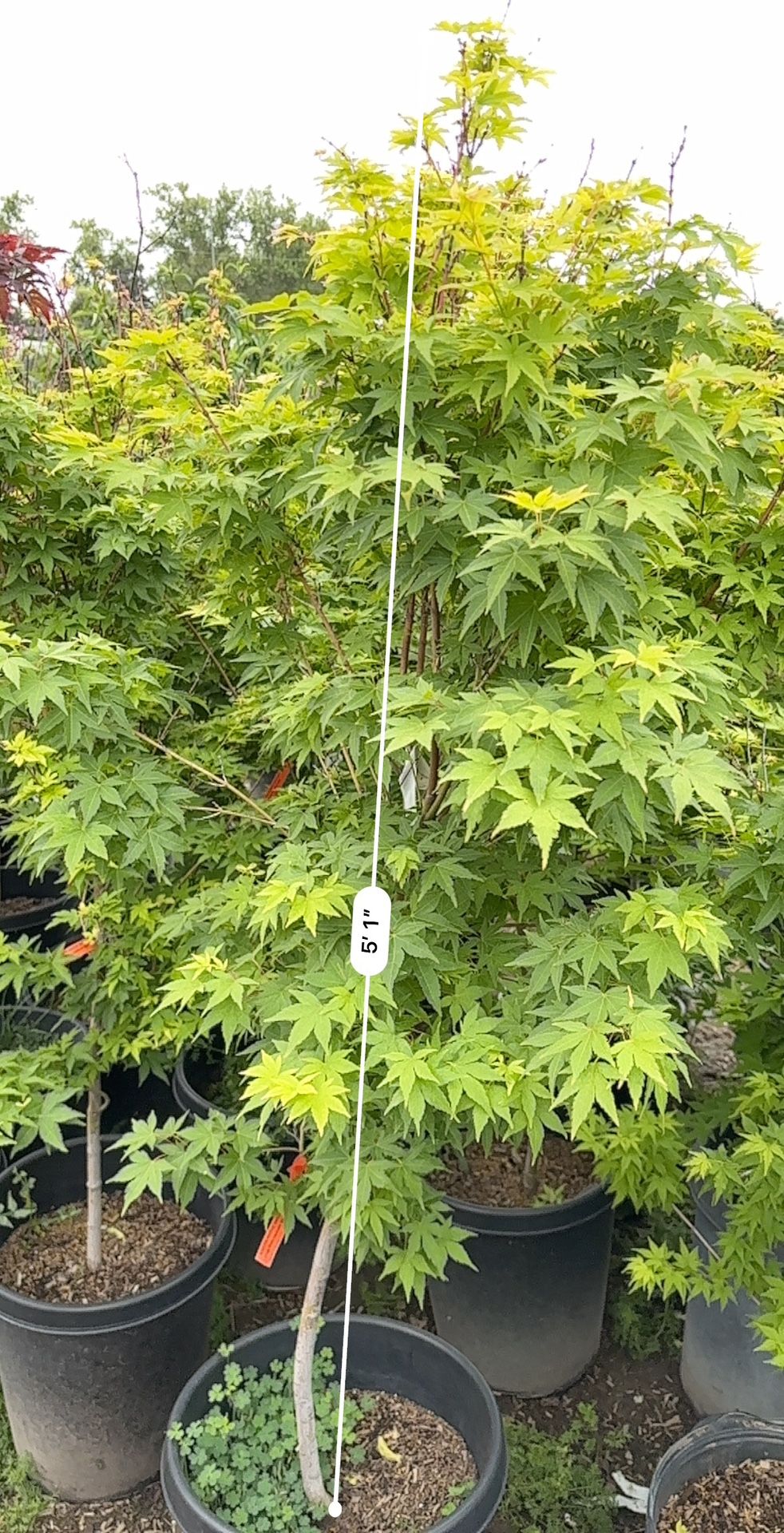 Sangu Kaku Japanese Maple
