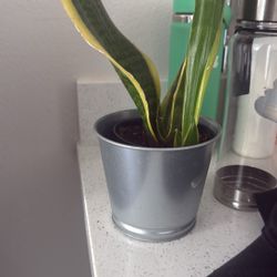 Plants