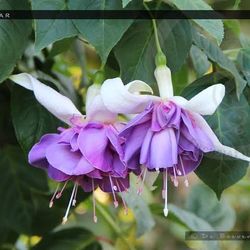 Fuchsia “Quasar” Lavender Purple Flower Plant 1 Gal