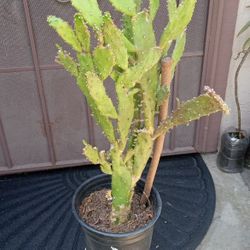 nopal cactu