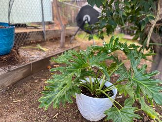 Shade - Please -Outdoor