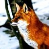 RedFoxProvisions
