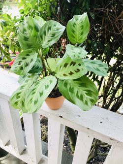 Potted Calathea prayer 🙏🏾 plant