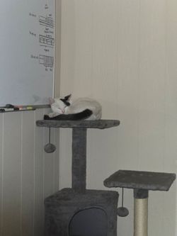 Cat poster