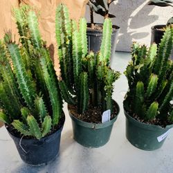 Gorgeous Euphoria Green Lucky PLANT🙏PLS READ DESCRIPTION 