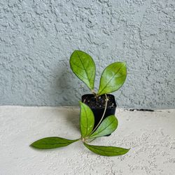 Hoya Crassipetiolata Plant 