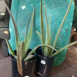 16 Inch Aloe Vera Plant