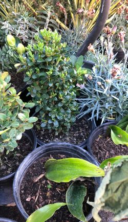English woodbox plant