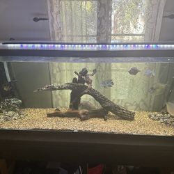 Fish Tank 