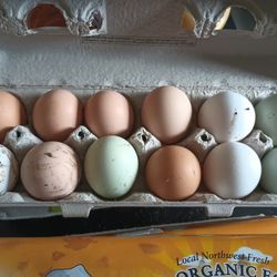 Chicken Eggs